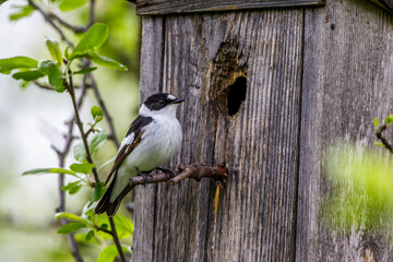 Halsbandschnäpper (Ficedula albicollis) Männchen an Nistkasten