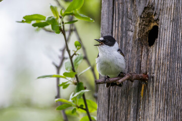 Halsbandschnäpper (Ficedula albicollis) Männchen an Nistkasten