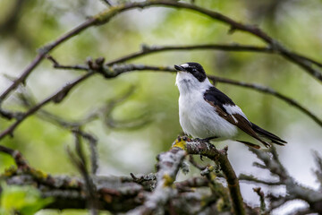 Halsbandschnäpper (Ficedula albicollis) Männchen