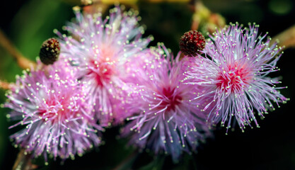 Striking macro flower closeup of Mimosa pudica or Mimosa pigra sensitive plant, also known as...