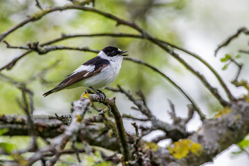 Fototapeta premium Halsbandschnäpper (Ficedula albicollis) Männchen