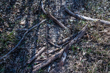 Scenery of a thickly forested areas in the Austin, Texas Hill Country.
