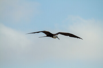 frigate tropical bird Yucatán peninsula in southeastern mexico Mayan landscapes and archeology