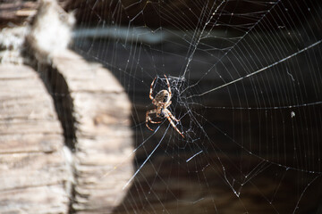 A large spider in its web on a wooden background in the forest devours prey
