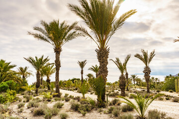 Fototapeta na wymiar Palm trees on sea coast