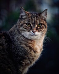 close up portrait of a cat