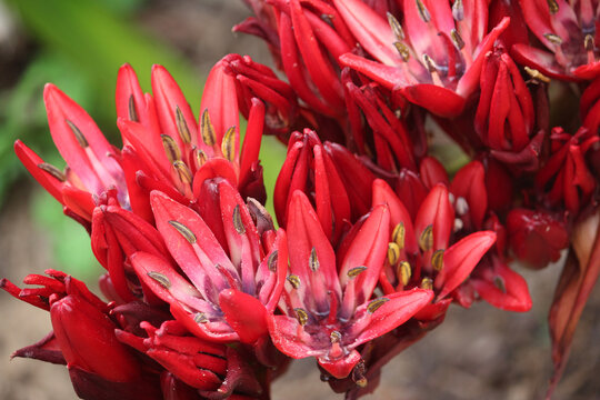Red flowers on a Doryanthes palmeri plant or giant spear lily