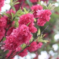 Pink large dense blossom flowers on the branch of a peach tree. Prunus persica