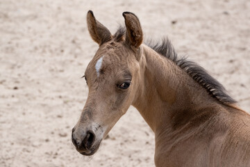 Small newborn yellow foal looking over the shoulder to the camera. Neck and head against a sandy background