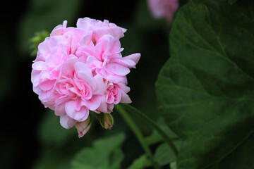A pink Bedding geranium flower growing in the garden. Pelargonium × hortorum