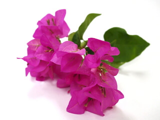 Beautiful pink bougainvillea flowers, isolated​ on​ white​ Background, macro​ closeup.