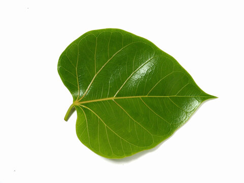 Abstract​ Green​ bodhi leaves, isolated​ on​ white​ Background, macro​ closeup.