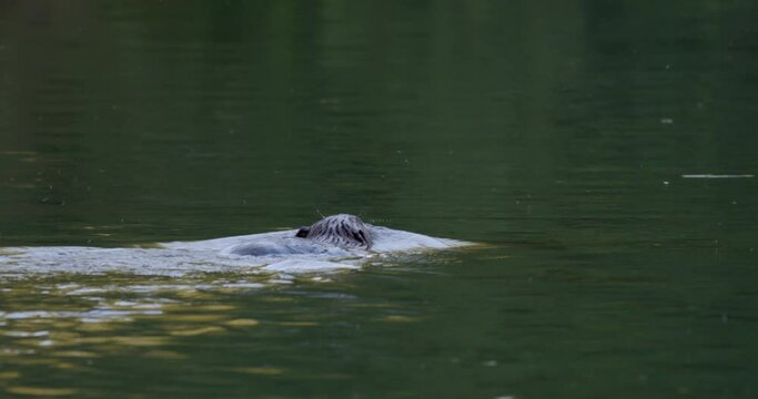 The Eurasian beaver swimming on the river at dawn, on the Drava River in Croatia