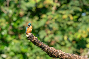 Beautiful blue Kingfisher bird, male Common Kingfisher, sitting on a branch, in front