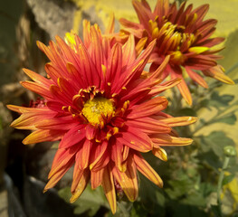 orange dahlia flower blooming in branch of green leaves plant growing in garden, natural daylight background, nature photography