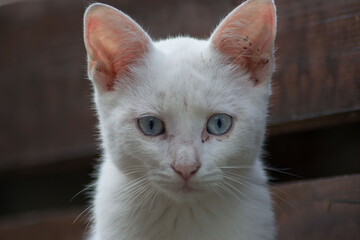Beautiful close-up portrait of stray cat outdoors, homeless animal, cute street kitty, white cat with beautiful blue eyes