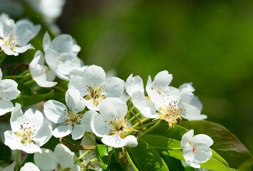 White flowers on a pear tree on a green background. Spring  background