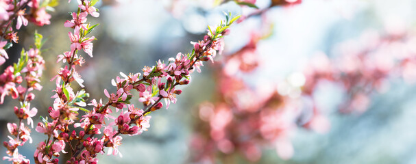 Blooming tree. Pink flowers on a almond tree. Spring  background