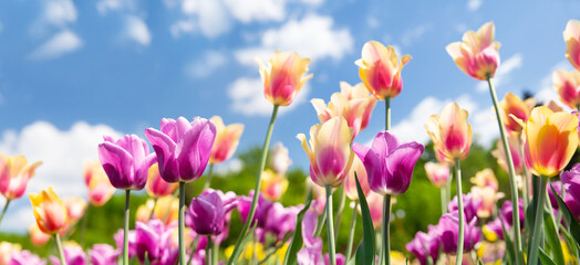 Colorful tulips blooming in a garden. Spring background