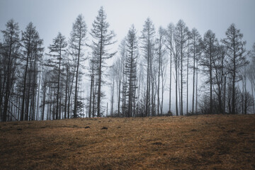 Forest and surrounding nature covered with morning white thick fog and yellow grass in the foreground.