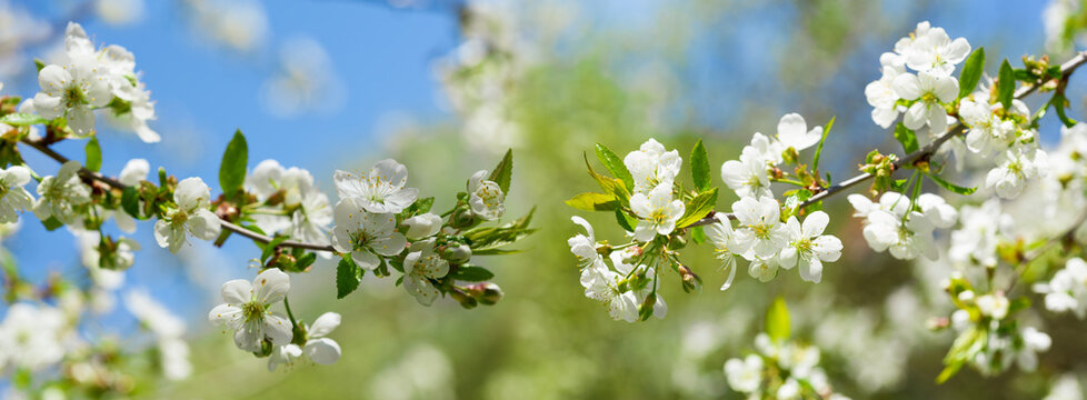 Blooming tree. White flowers on a cherry tree. Spring background