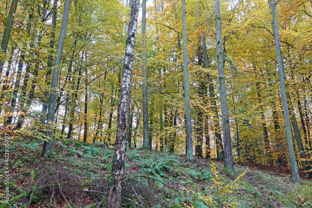 Poster Herbstwald