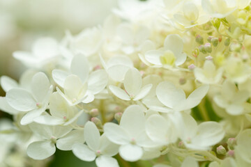 white hydrangea flowers as background