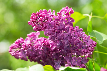 Purple lilac flowers in a garden. Spring background