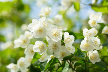 jasmine flowers in a garden