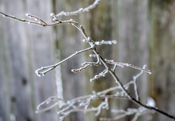 thin branch is covered with frost