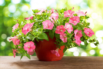 petunias flower in a pot on a green background