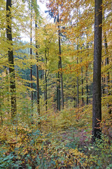 Herbstwald