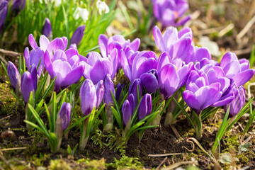 Fototapeta premium Spring flowers. Bunch of crocus flowers in a garden