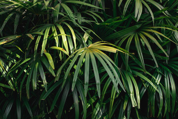 Naklejka na ściany i meble Tropical palm leaves,tree leaf pattern background, green background.