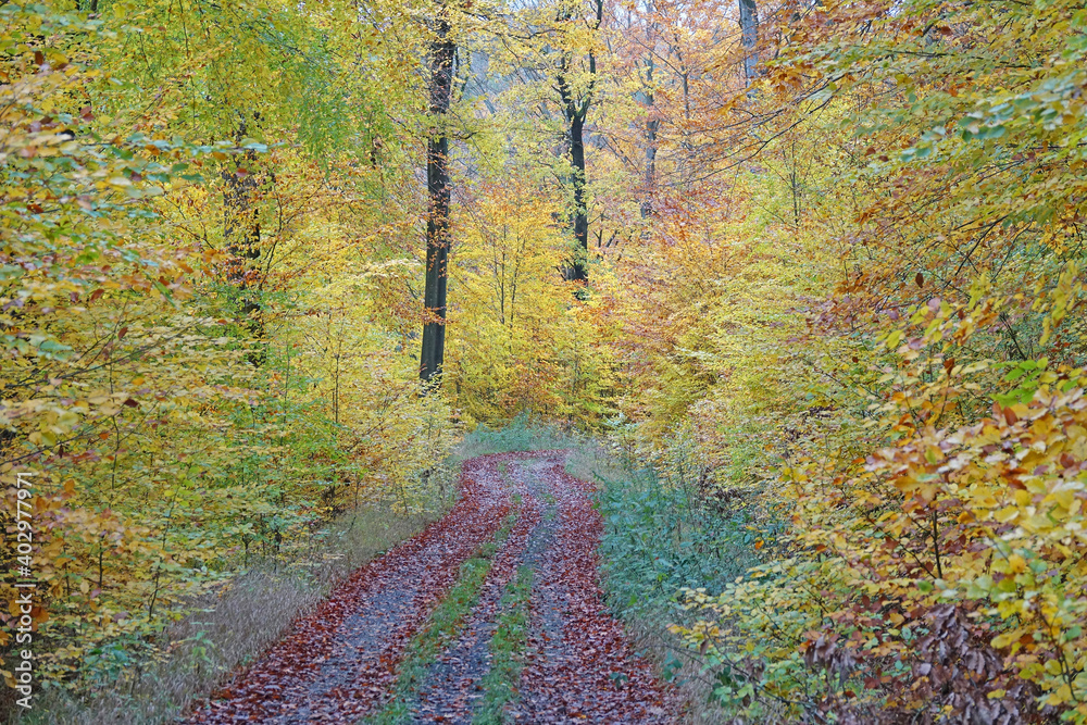 Wall mural weg im herbstwald