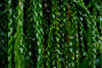 垂れ下がるつる