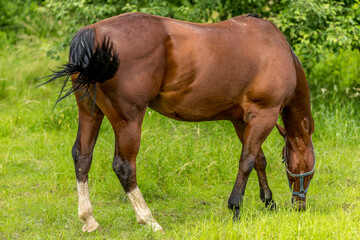 Obraz premium Brown horse with a white spot on his head grazing in nature on fresh grass on a sunny day.