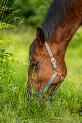 Brown horse with a white spot on his head grazing in nature on fresh grass on a sunny day.