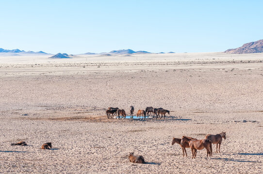 Wild horses of the Namib at the waterhole at Garub