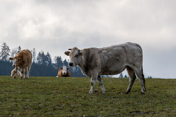 Fototapeta premium A herd of grazing cows on a hill during a sunny winter afternoon in the background of white clouds.