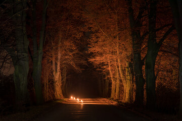 A deserted path between dense trees on the sides at night illuminated by lights to the center.