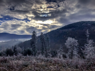 The forest and its surroundings during the first snow falling on the yellow grass in the background a snowy forest in the fog.