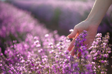 Close-up of woman habds touches  of the flowers of lavender flowers  in purple field. Woman walking in the sunrise and breathes the scent of Provencal herbs