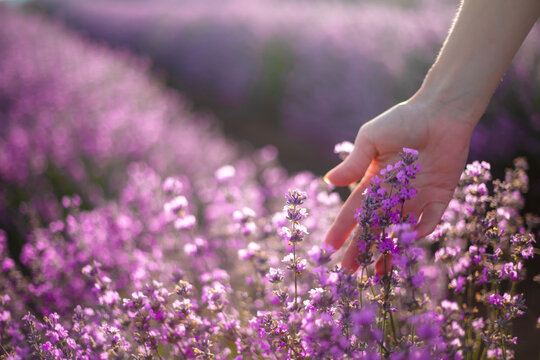 Close-up Of Woman Habds Touches  Of The Flowers Of Lavender Flowers  In Purple Field. Woman Walking In The Sunrise And Breathes The Scent Of Provencal Herbs