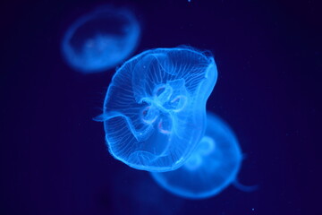 暗闇の中を青白く光るミズクラゲ
