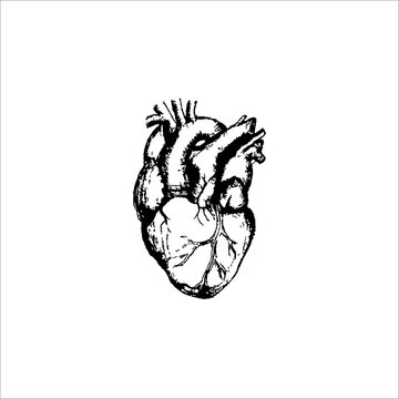 sketch of the heart. anatomical drawing