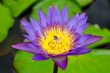 water lily