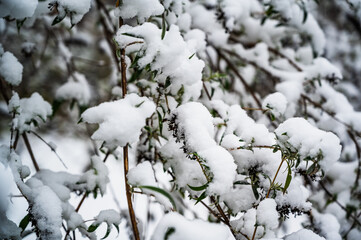 A shot of tree branches covered with snow