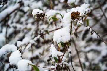 A shot of tree branches covered with snow