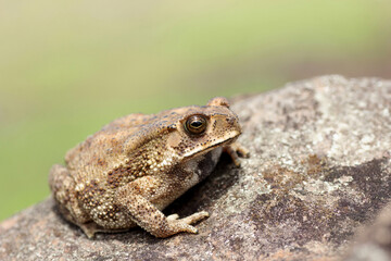 Asian Common Toad, Duttaphrynus melanostictus, Pune, Maharashtra, India